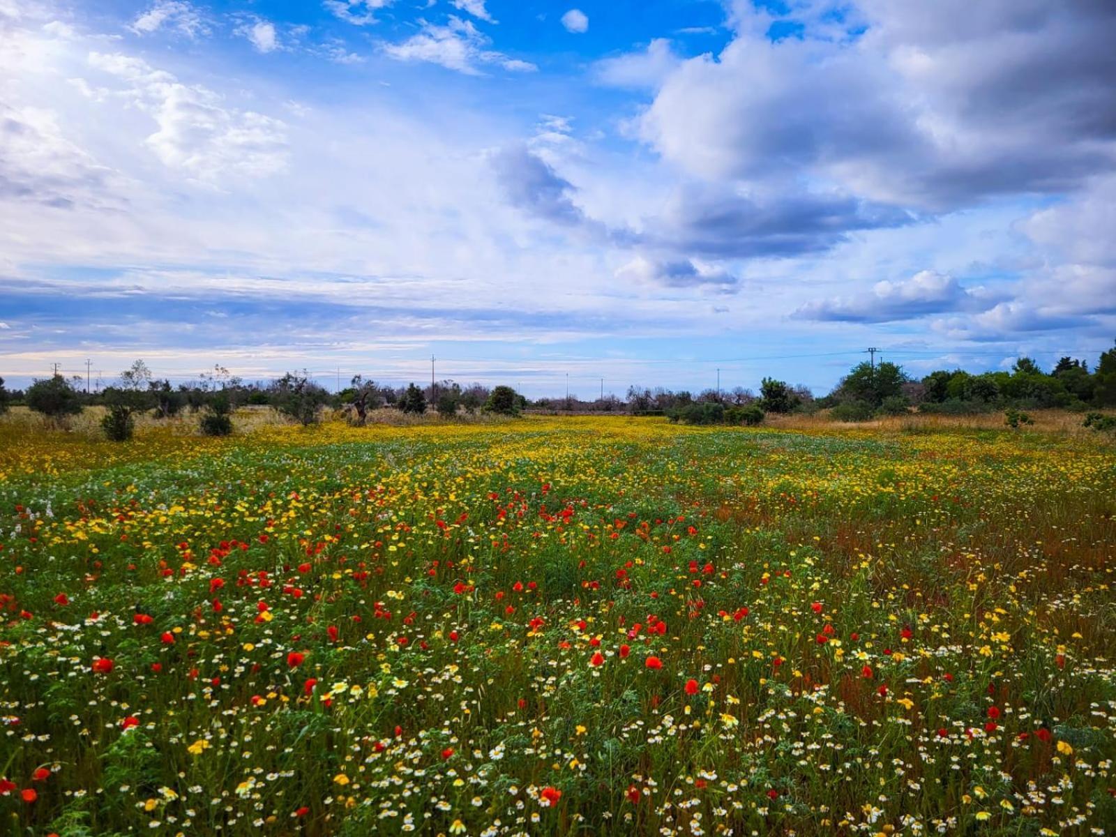 Agriturismo Villa Coluccia Мартано Экстерьер фото